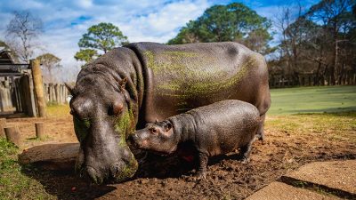 A Nile hippo calf stands in mud beside its much larger mother, whose back is streaked with green algae.