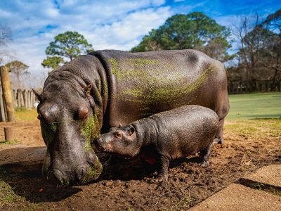 A Nile hippo calf stands in mud beside its much larger mother, whose back is streaked with green algae.