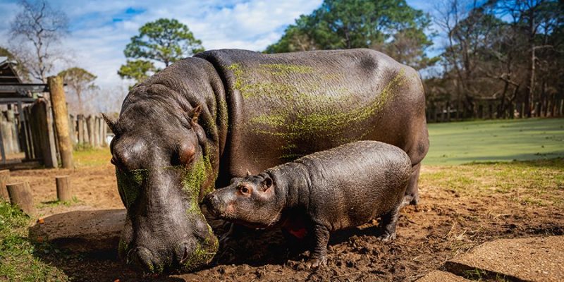 A Nile hippo calf stands in mud beside its much larger mother, whose back is streaked with green algae.
