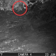 A black-and-white night image from a motion-activated trail camera showing a river otter circled in red at the edge of a wooded riverbank.