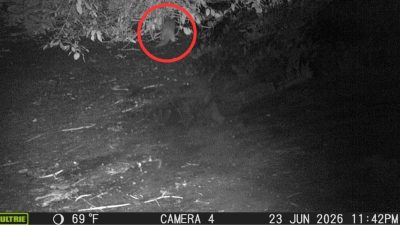 A black-and-white night image from a motion-activated trail camera showing a river otter circled in red at the edge of a wooded riverbank.