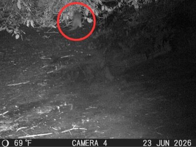 A black-and-white night image from a motion-activated trail camera showing a river otter circled in red at the edge of a wooded riverbank.