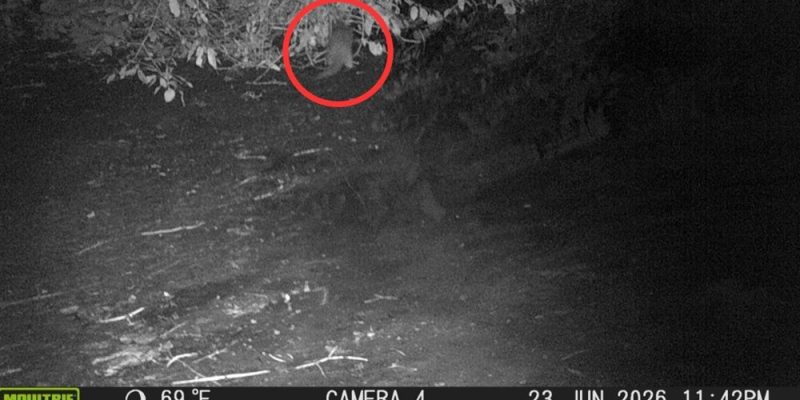 A black-and-white night image from a motion-activated trail camera showing a river otter circled in red at the edge of a wooded riverbank.