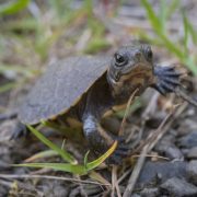 A tiny northwestern pond turtle hatchling stands on gravel with its neck stretched out, no bigger than a cherry tomato.