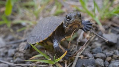 A tiny northwestern pond turtle hatchling stands on gravel with its neck stretched out, no bigger than a cherry tomato.