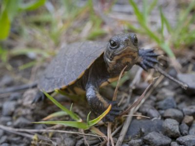 A tiny northwestern pond turtle hatchling stands on gravel with its neck stretched out, no bigger than a cherry tomato.