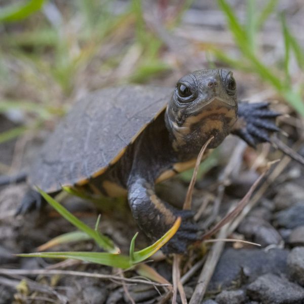 A tiny northwestern pond turtle hatchling stands on gravel with its neck stretched out, no bigger than a cherry tomato.