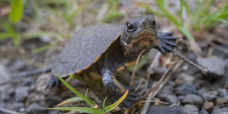 A tiny northwestern pond turtle hatchling stands on gravel with its neck stretched out, no bigger than a cherry tomato.