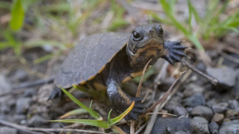 A tiny northwestern pond turtle hatchling stands on gravel with its neck stretched out, no bigger than a cherry tomato.