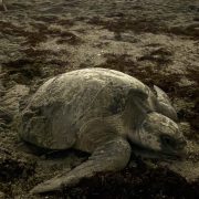 An olive ridley sea turtle rests in dark, churned sand on a beach at night after nesting.