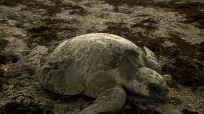 An olive ridley sea turtle rests in dark, churned sand on a beach at night after nesting.
