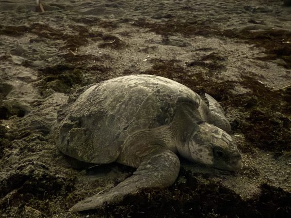An olive ridley sea turtle rests in dark, churned sand on a beach at night after nesting.