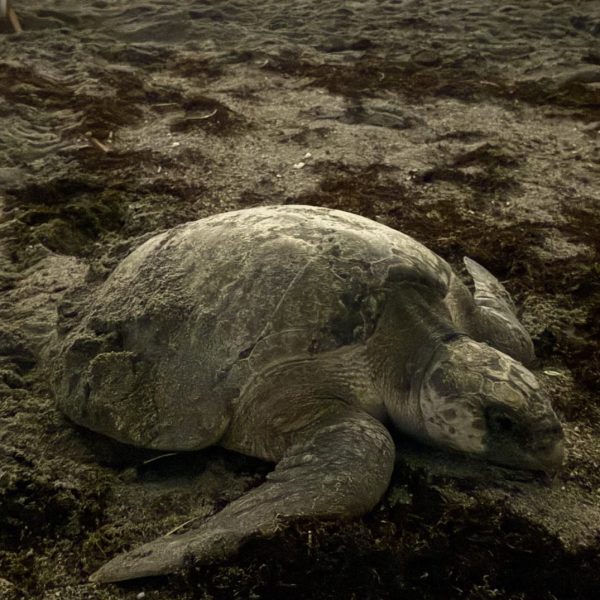 An olive ridley sea turtle rests in dark, churned sand on a beach at night after nesting.