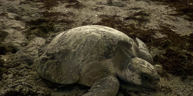 An olive ridley sea turtle rests in dark, churned sand on a beach at night after nesting.