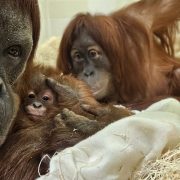 Two adult Sumatran orangutans lie close together on straw bedding with a small infant orangutan held between them.