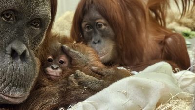 Two adult Sumatran orangutans lie close together on straw bedding with a small infant orangutan held between them.
