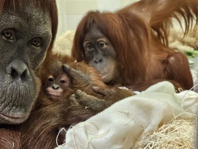 Two adult Sumatran orangutans lie close together on straw bedding with a small infant orangutan held between them.