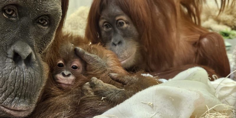 Two adult Sumatran orangutans lie close together on straw bedding with a small infant orangutan held between them.