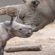 A white rhino calf stands in profile in front of his mother, whose horn and face fill the background.