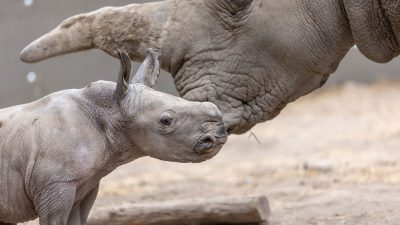 A white rhino calf stands in profile in front of his mother, whose horn and face fill the background.