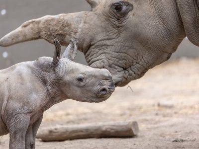 A white rhino calf stands in profile in front of his mother, whose horn and face fill the background.