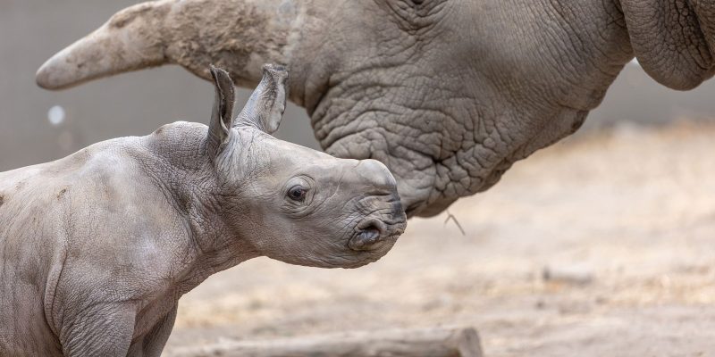 A white rhino calf stands in profile in front of his mother, whose horn and face fill the background.