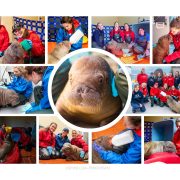 A photo collage of care staff in red and blue jackets bottle-feeding, bathing and sitting beside a young Pacific walrus calf.