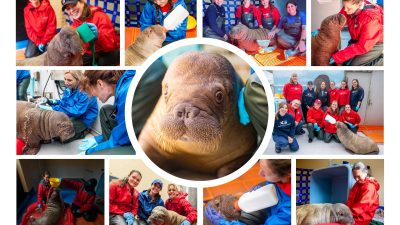 A photo collage of care staff in red and blue jackets bottle-feeding, bathing and sitting beside a young Pacific walrus calf.