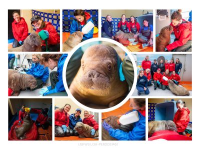 A photo collage of care staff in red and blue jackets bottle-feeding, bathing and sitting beside a young Pacific walrus calf.