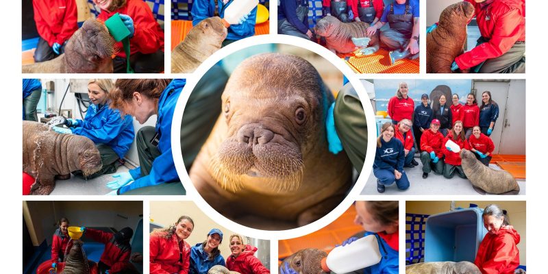 A photo collage of care staff in red and blue jackets bottle-feeding, bathing and sitting beside a young Pacific walrus calf.