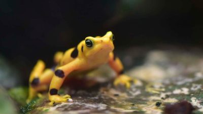 A bright yellow Panamanian golden frog marked with black patches sits on a wet dark surface.
