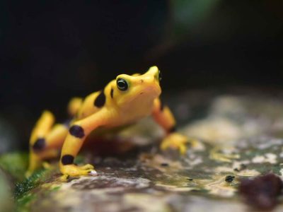 A bright yellow Panamanian golden frog marked with black patches sits on a wet dark surface.