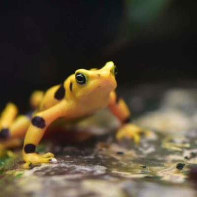 A bright yellow Panamanian golden frog marked with black patches sits on a wet dark surface.