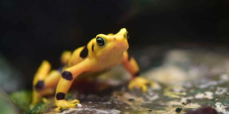 A bright yellow Panamanian golden frog marked with black patches sits on a wet dark surface.