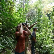 Three field researchers stand on a narrow trail in dense green forest in eastern El Salvador, one scanning the canopy through binoculars while another points upward.