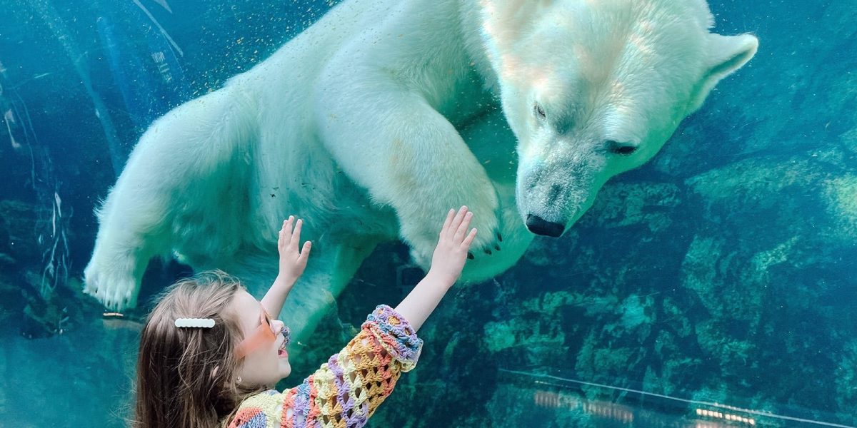 A polar bear swims past an underwater viewing window as a young girl presses both hands to the glass and looks up at it.