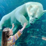 A polar bear swims past an underwater viewing window as a young girl presses both hands to the glass and looks up at it.
