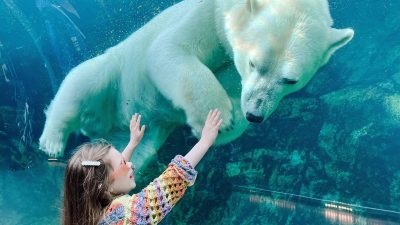A polar bear swims past an underwater viewing window as a young girl presses both hands to the glass and looks up at it.