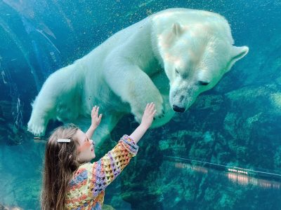 A polar bear swims past an underwater viewing window as a young girl presses both hands to the glass and looks up at it.