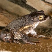 An adult Puerto Rican crested toad with warty grey-brown skin and a gold eye sits on wet sand.