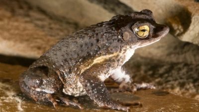 An adult Puerto Rican crested toad with warty grey-brown skin and a gold eye sits on wet sand.