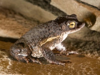 An adult Puerto Rican crested toad with warty grey-brown skin and a gold eye sits on wet sand.