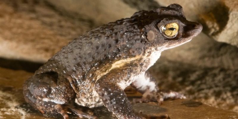 An adult Puerto Rican crested toad with warty grey-brown skin and a gold eye sits on wet sand.