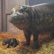 A newborn pygmy hippo calf lies on straw bedding in front of its much larger mother, who stands watching over it.