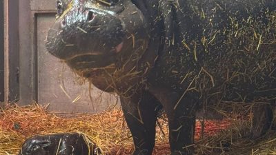 A newborn pygmy hippo calf lies on straw bedding in front of its much larger mother, who stands watching over it.