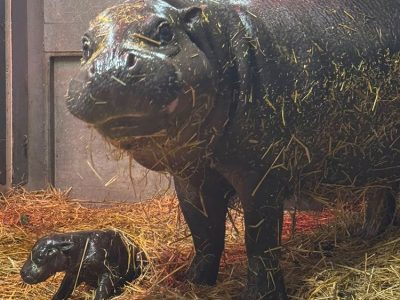 A newborn pygmy hippo calf lies on straw bedding in front of its much larger mother, who stands watching over it.