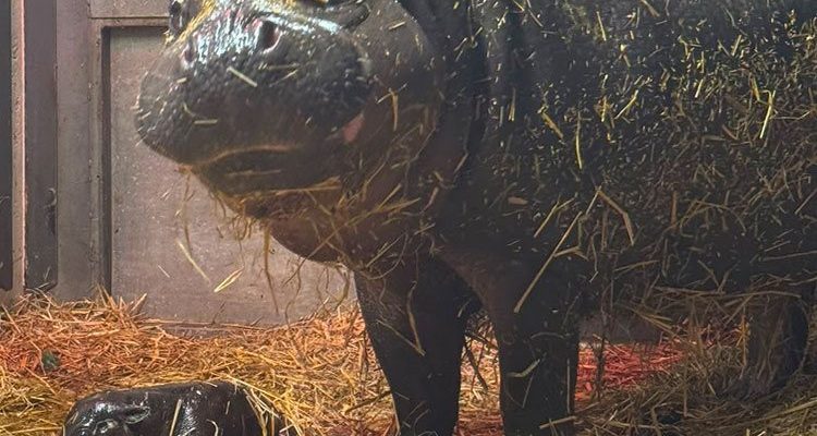 A newborn pygmy hippo calf lies on straw bedding in front of its much larger mother, who stands watching over it.