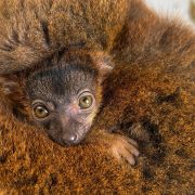 A red-collared brown lemur infant with large amber eyes peers out from between the arms of its russet-furred mother.