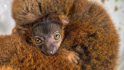 A red-collared brown lemur infant with large amber eyes peers out from between the arms of its russet-furred mother.