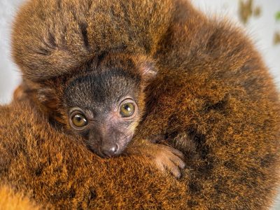 A red-collared brown lemur infant with large amber eyes peers out from between the arms of its russet-furred mother.